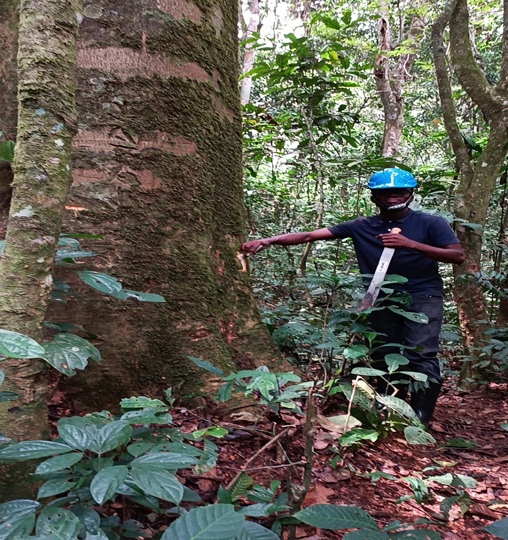 GEEC SARL réalise une mission d’inventaire carbone et d’évaluation environnementale et sociale dans la forêt communautaire de Sokopa au Haut-Uele